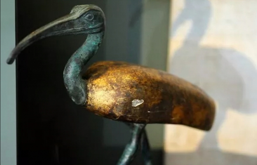 إكسبرس» البريطانية تبرز اكتشاف مومياء مصرية لطائر مقدس على يد فريق بحثي  أمريكي (صور)