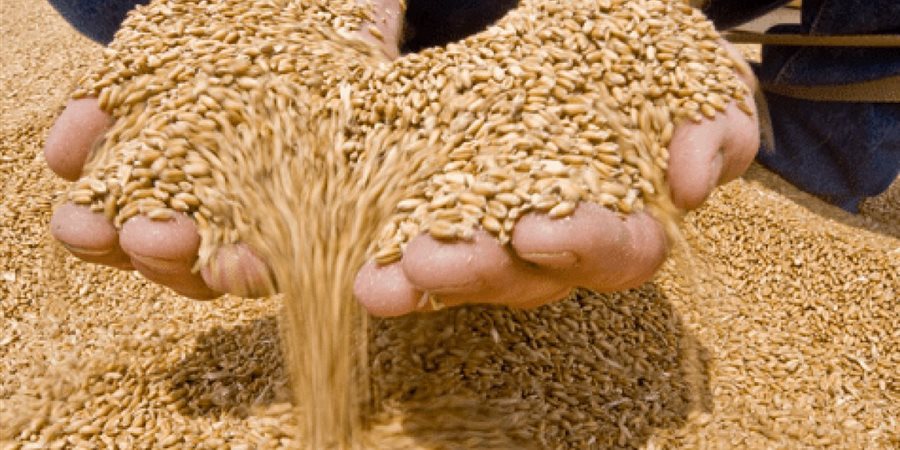 اليوم.. بدء توريد محصول القمح للشون والصوامع بعد زيادة سعر الإردب