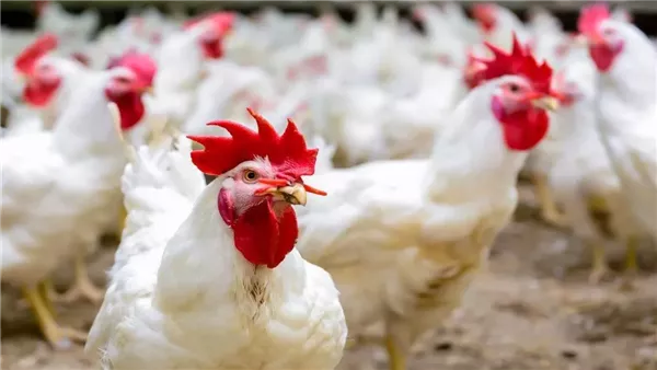 Le prix des poulets blancs à la bourse des volailles aujourd’hui, samedi 4-5-2024