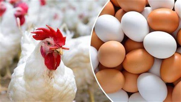Prix ​​des poules blanches et des œufs aujourd’hui mercredi sur la bourse aux volailles et les marchés